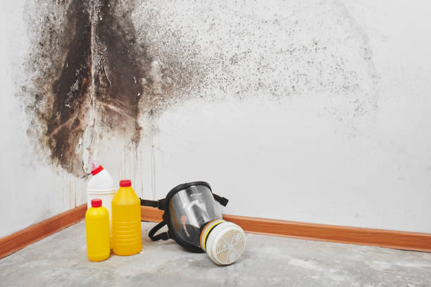 Best Residential Mold Remediation in Thompson Falls, MT